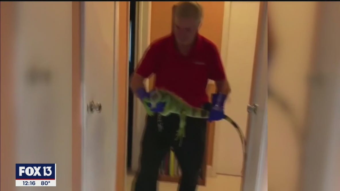 Iguana leaves mess in South Florida home